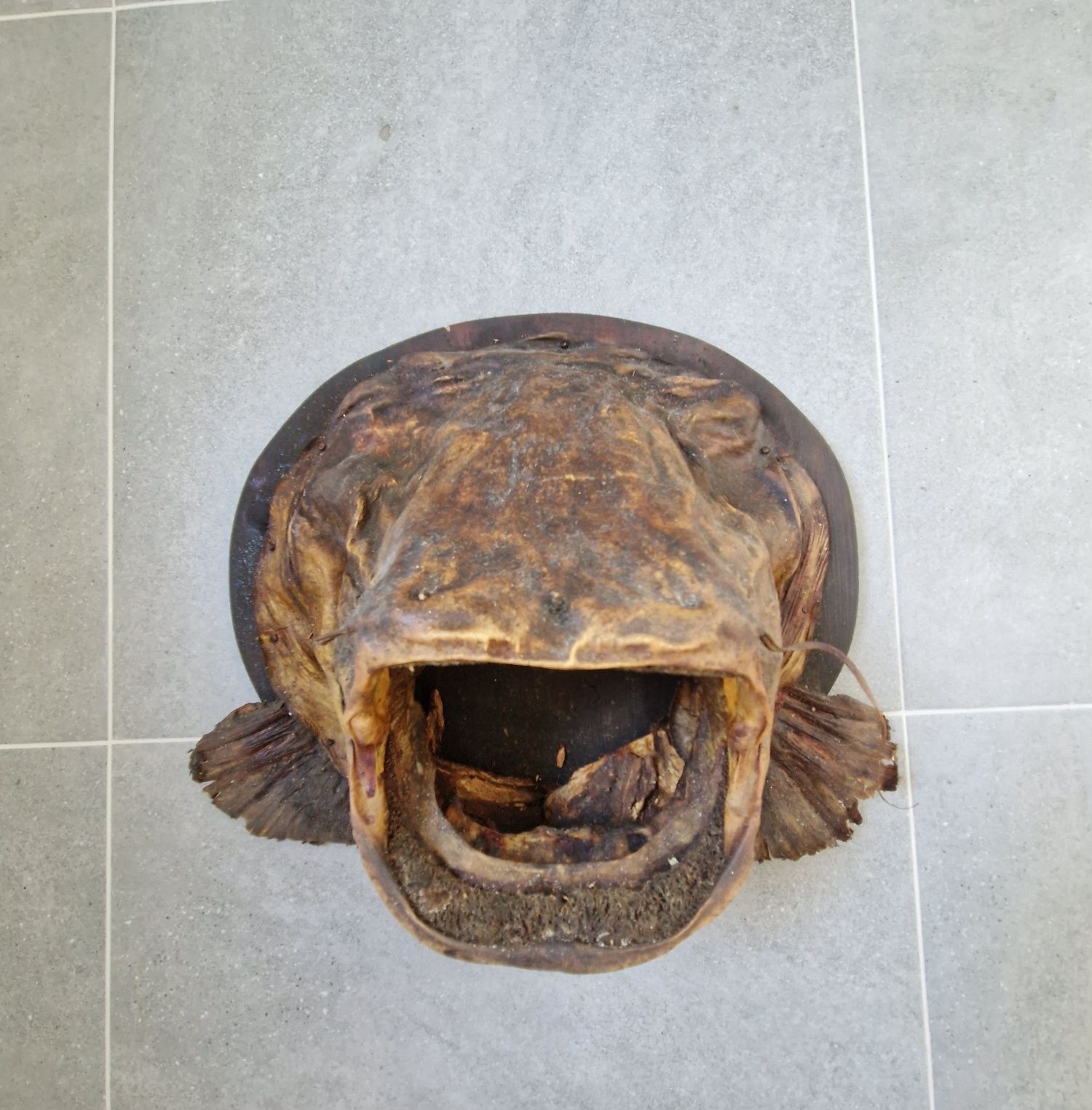 Głowa suma, sum trofeum
