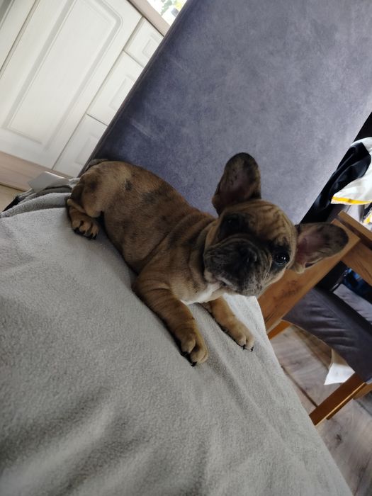 Buldog francuski suczka