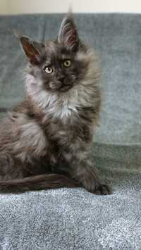 Kotka Maine Coon Rodowód WCF/SHK