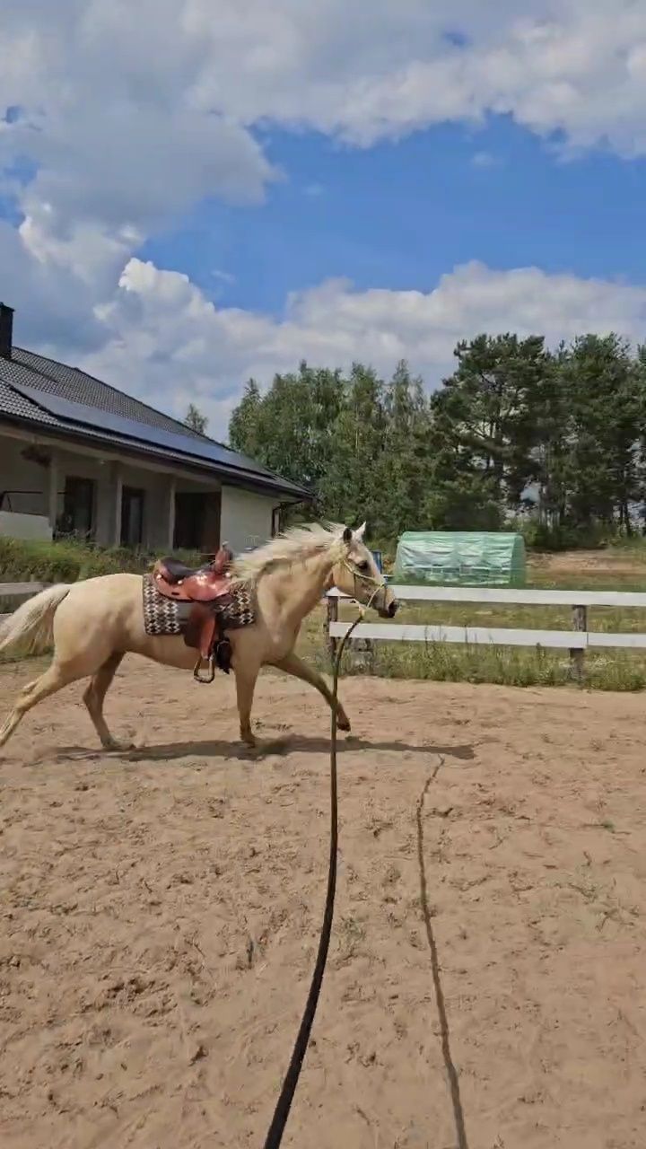Izabelowata palomino  klacz wielkopolska