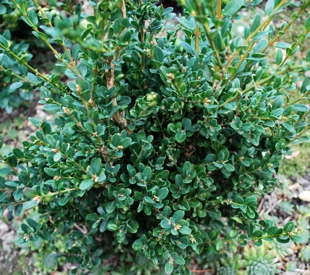 Bukszpan drobnolistny 'John Baldwin' Buxus 069