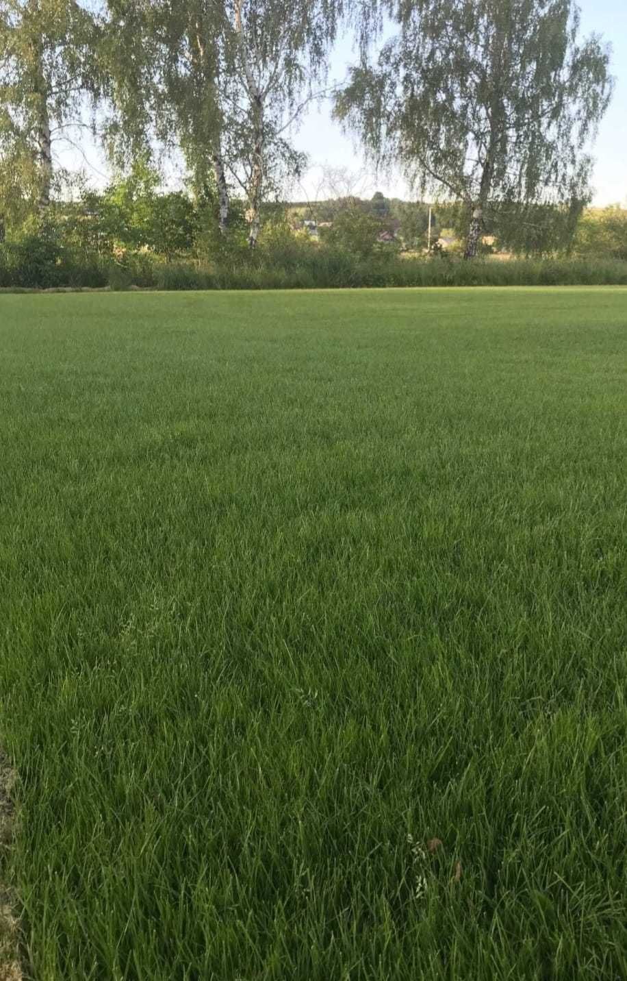 Piekny trawniki-traw w rolce