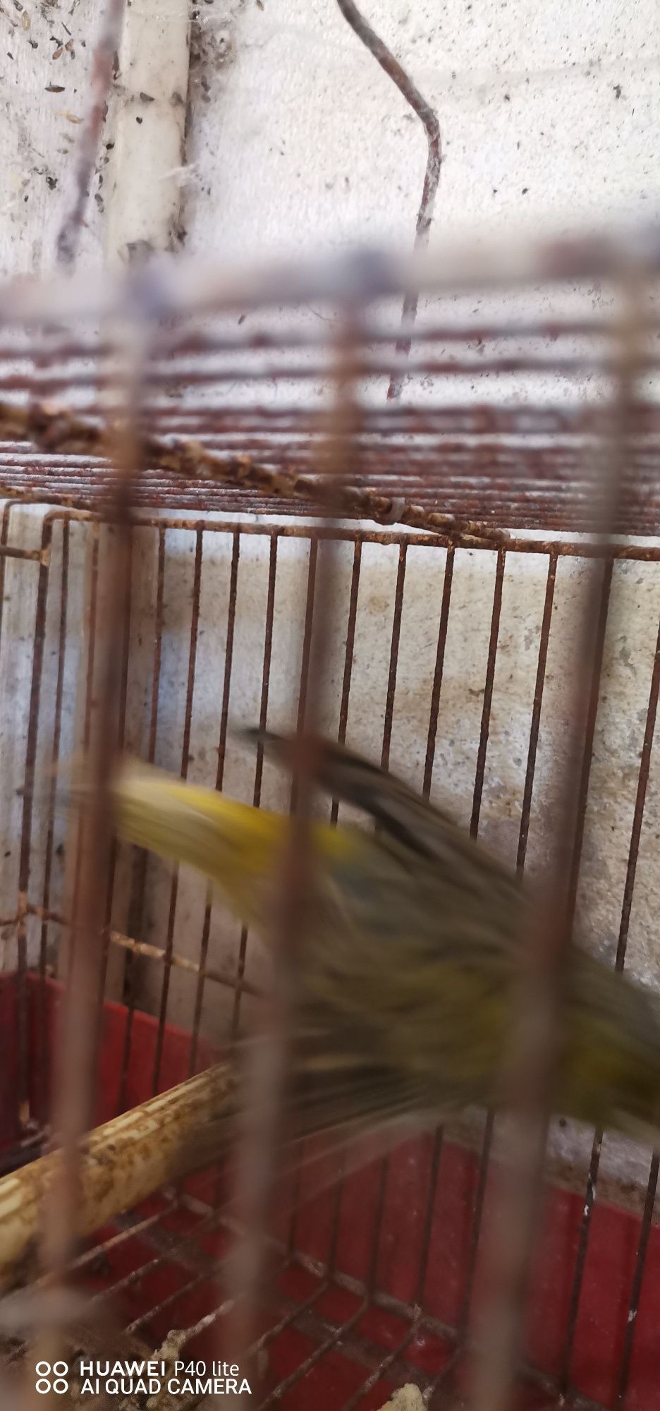 Vendo casal de canários