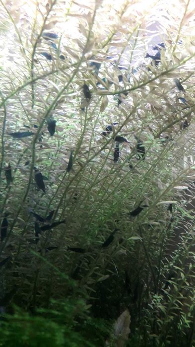 Krewetki Blue Velvet - ciemne - z własnej hodowli