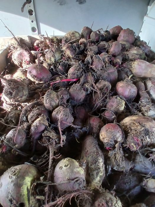Sprzedam buraczki czerwone paszowe grube parchate uszkodzone  polecam
