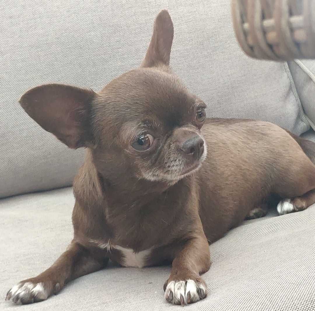 Dorosla suczka chihuahua do adopcji