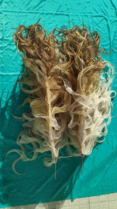 Asas de anjo - maquete carnaval/Decoração.