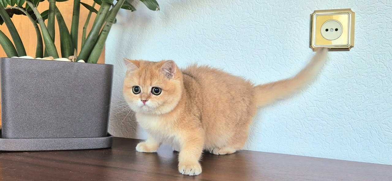 Британський котик