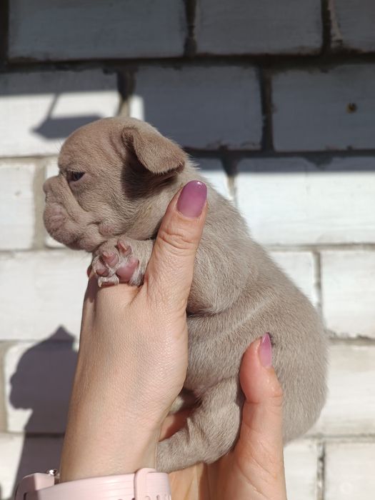 Квіточка в забарвленні Ізабелла Нью шейд