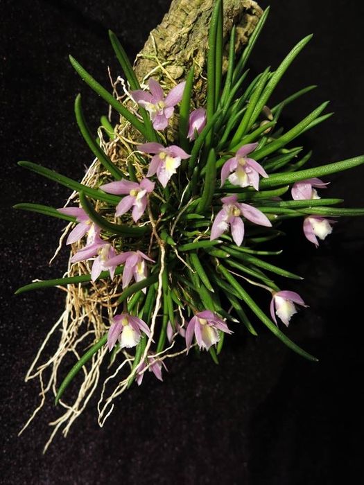 Орхідея Leptotes pauloensis