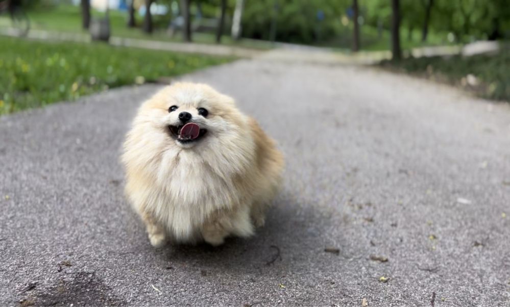 Pomeranian XS sunia