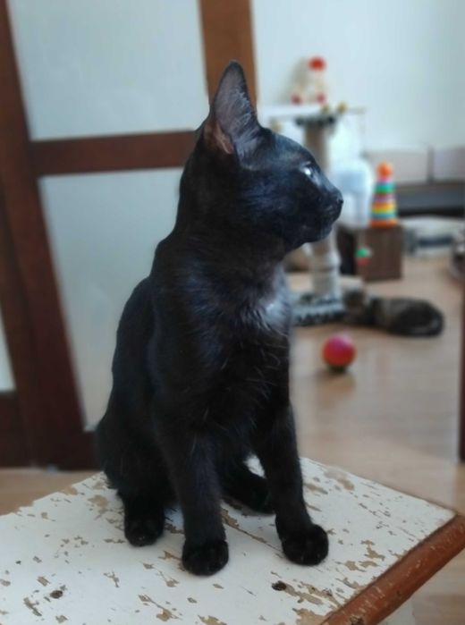 Красунчик метис брюнет Денчик (Даніель)