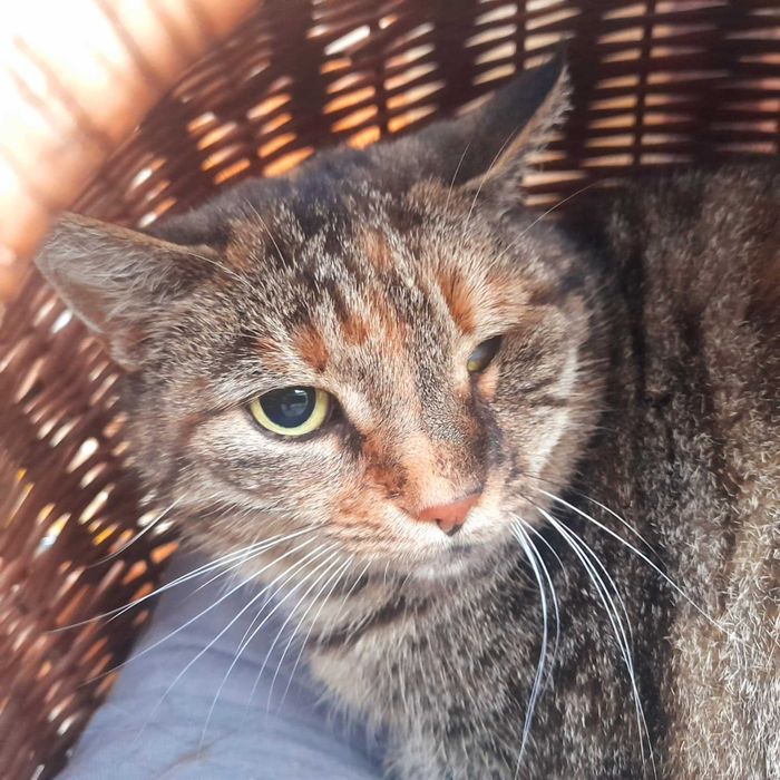 Takich kotków nie chce nikt...