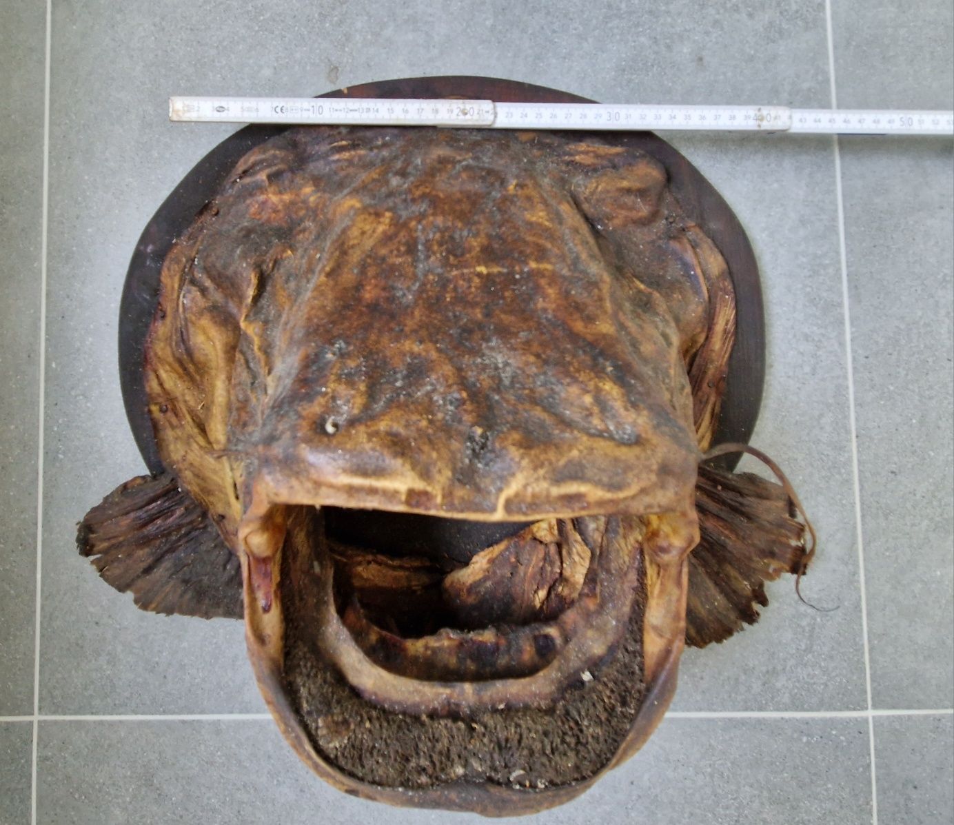 Głowa suma, sum trofeum