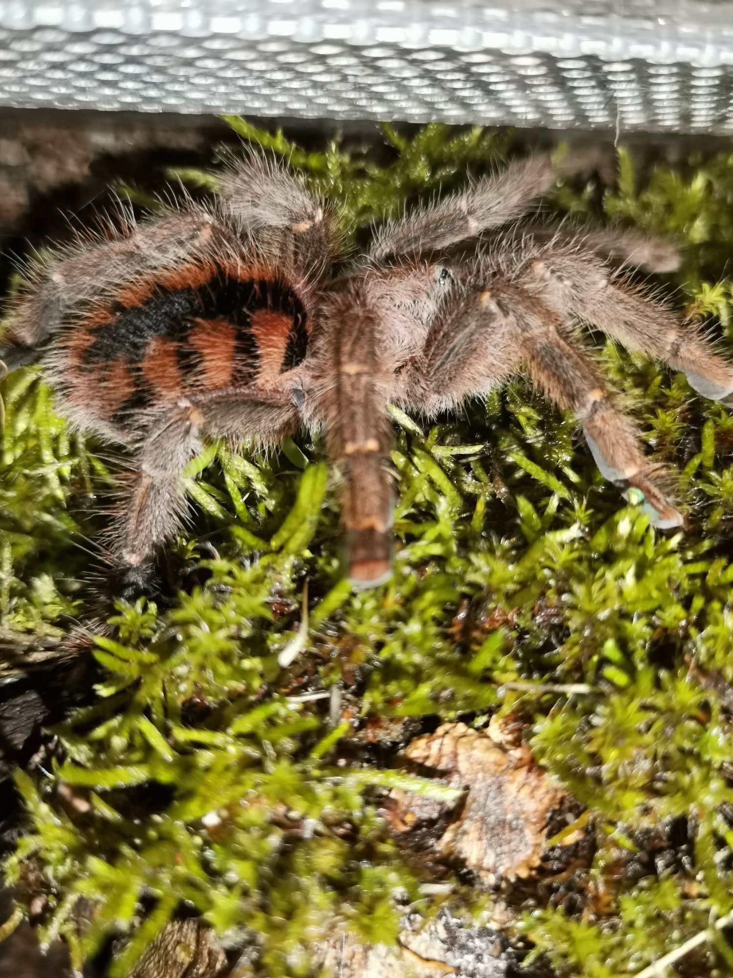 Avicularia Minatrix - dorosła samica