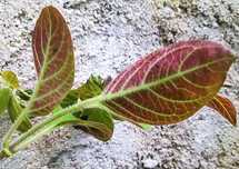 Planta Camembert - Paederia lanuginosa