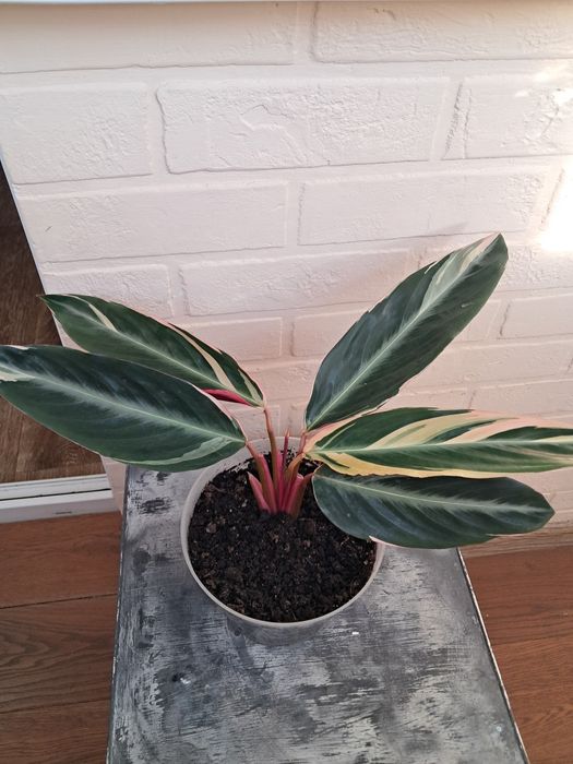 Строманта триколор