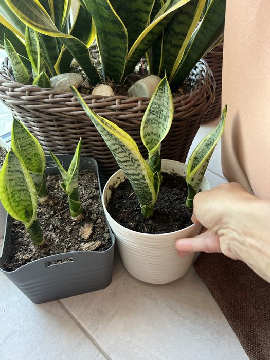 Сансевʼєрія