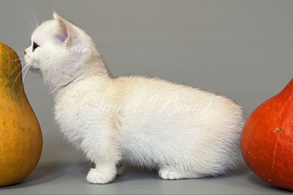 Кошенята породи манчкін, з коротенькими лапками