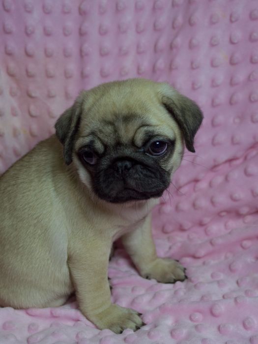 Чудо Веселі Мопсики