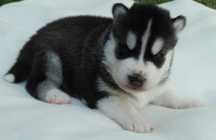 Śliczny piesek siberian husky rodowód ZKwP / FCI