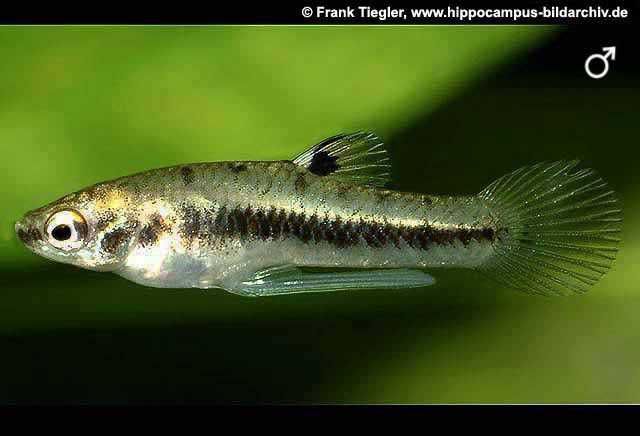 Heterandria formosa ou "ovoVivíparo" Anão