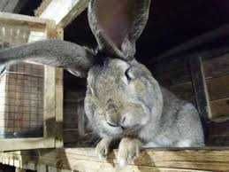 Кролики кроль взрослый кролька Флвндер