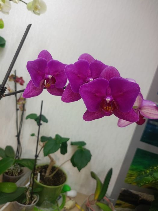 Домашня квітуча орхідея метелик, рожевий антуріум, драцена Лемон