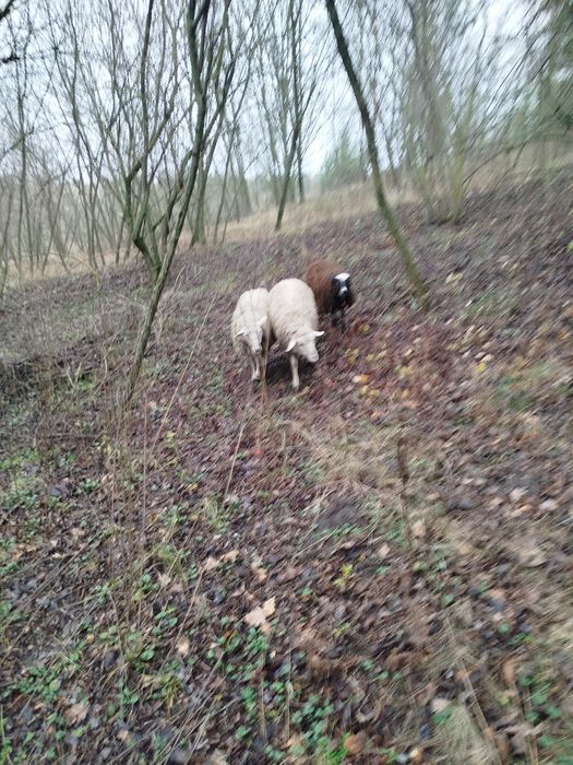 Продаю баранів .