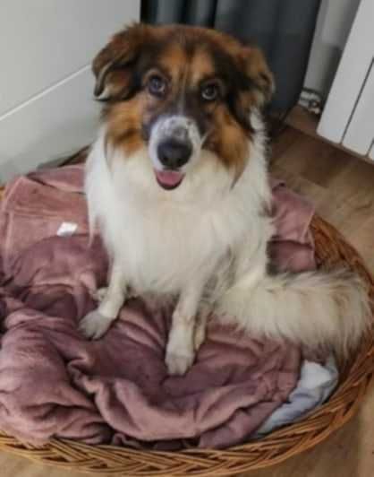 Zwrot po 6 latach od adopcji, szukamy domu!!