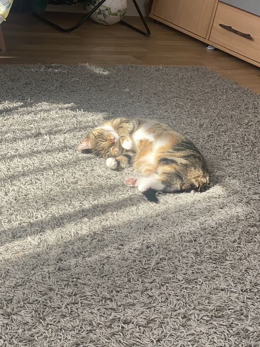 Oddam kota Dobrzy ludzie