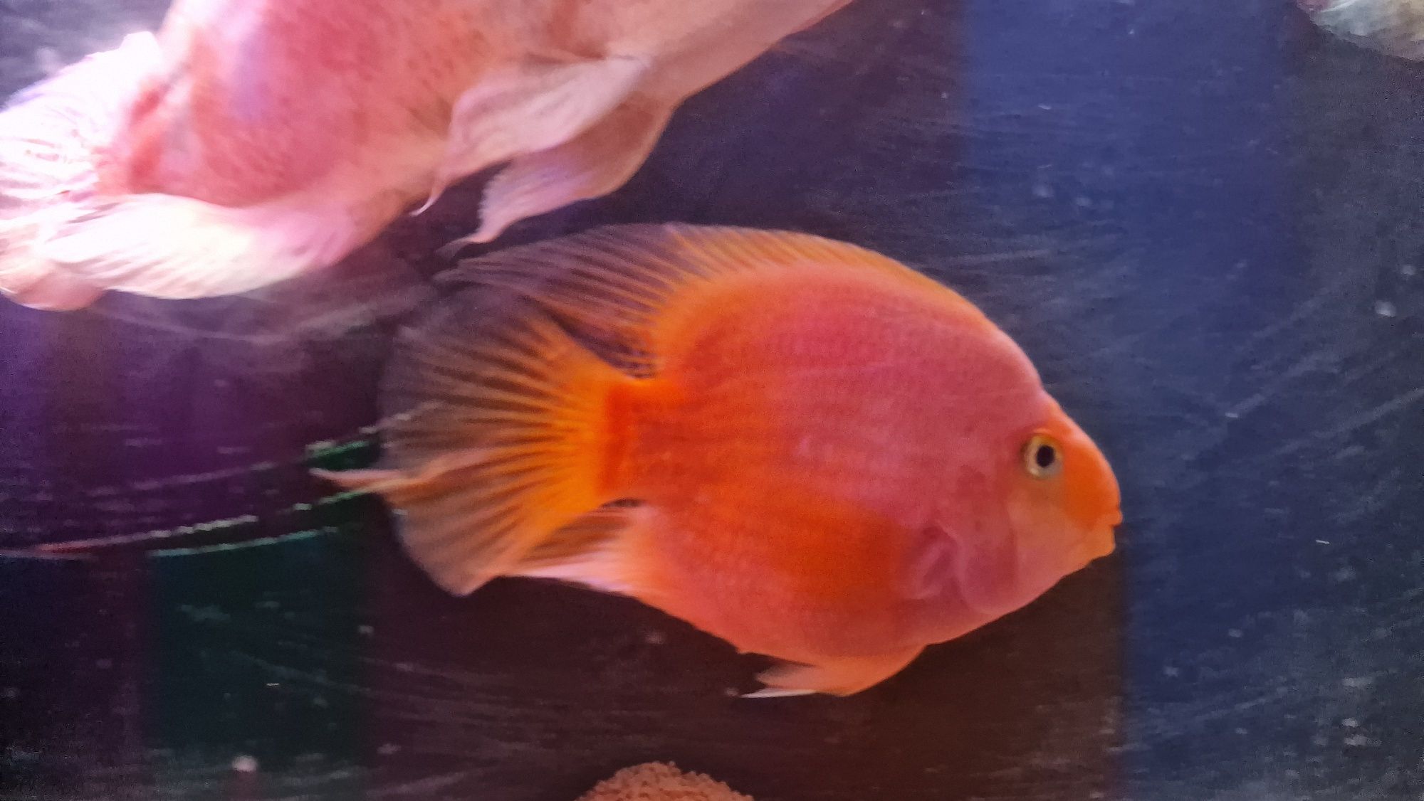 Peixe Papagaio 20cm