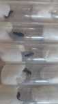 Mrówki Lasius Niger + probówka ,,first step"