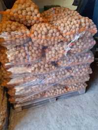 Ziemniaki wielkości sadzeniaka Gala, Soraya