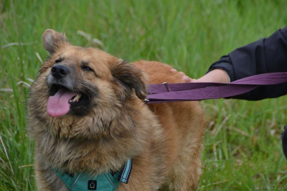 Puchaty beżowy pies w typie samoyeda i eurasiera szuka domku