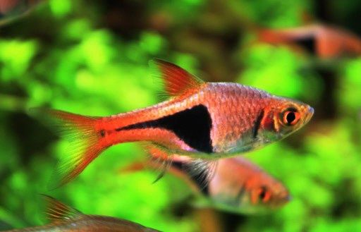 Super cena Razbora klinowa (rasbora heteromorpha) hodowla Glonek