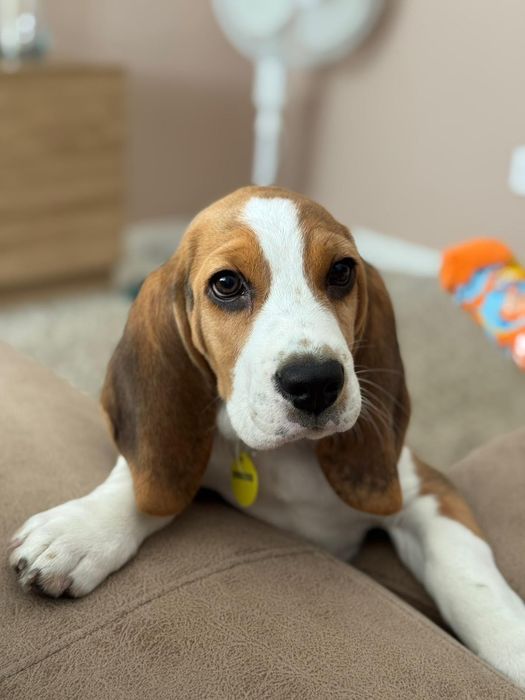 Beagle tricolor puro de raça