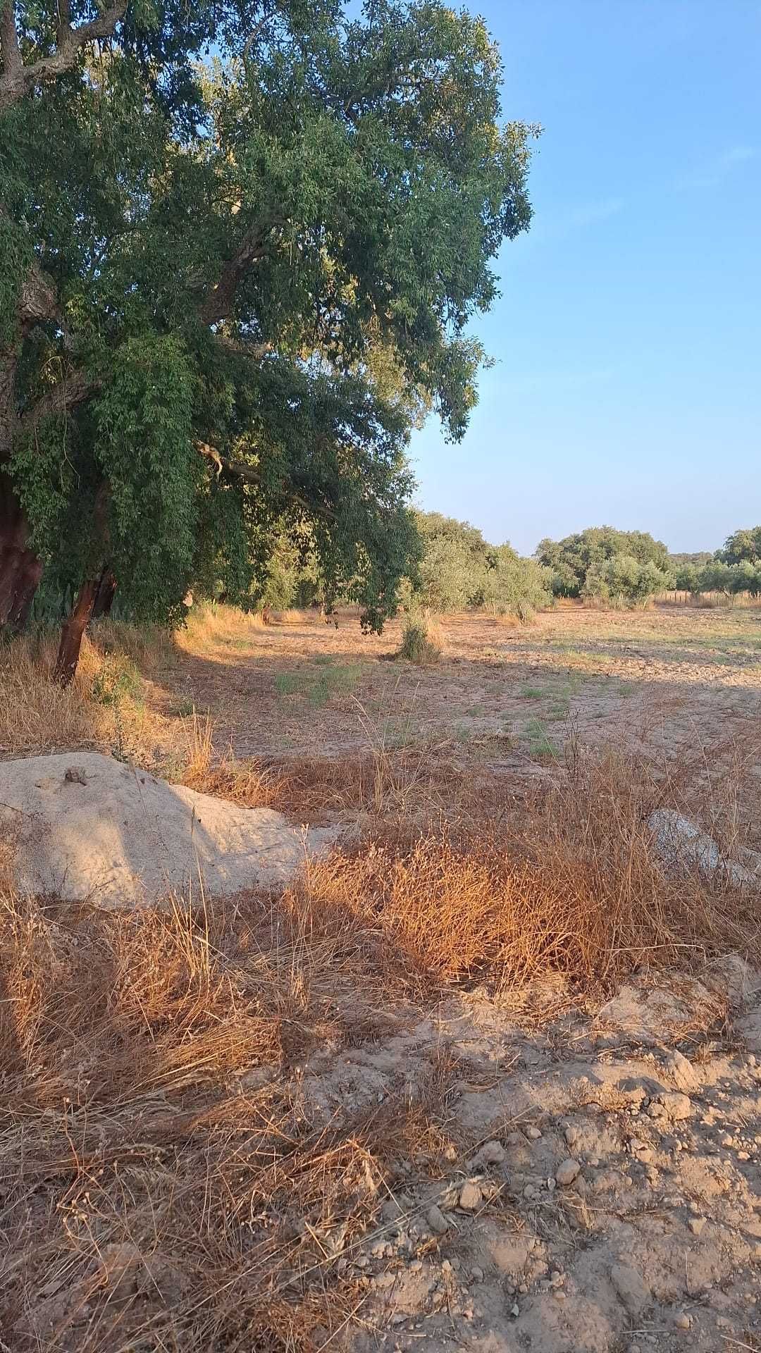 Terreno Agrícola