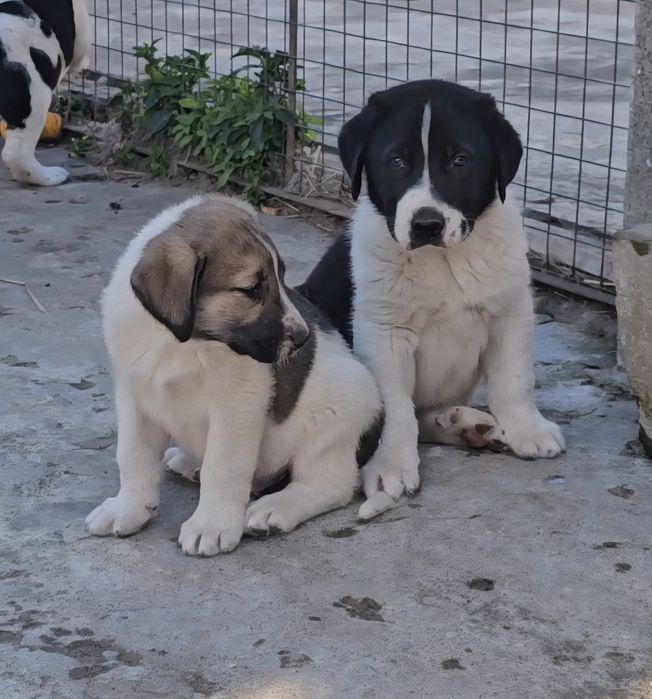 Cão Tipo Cão de Gado Transmontano