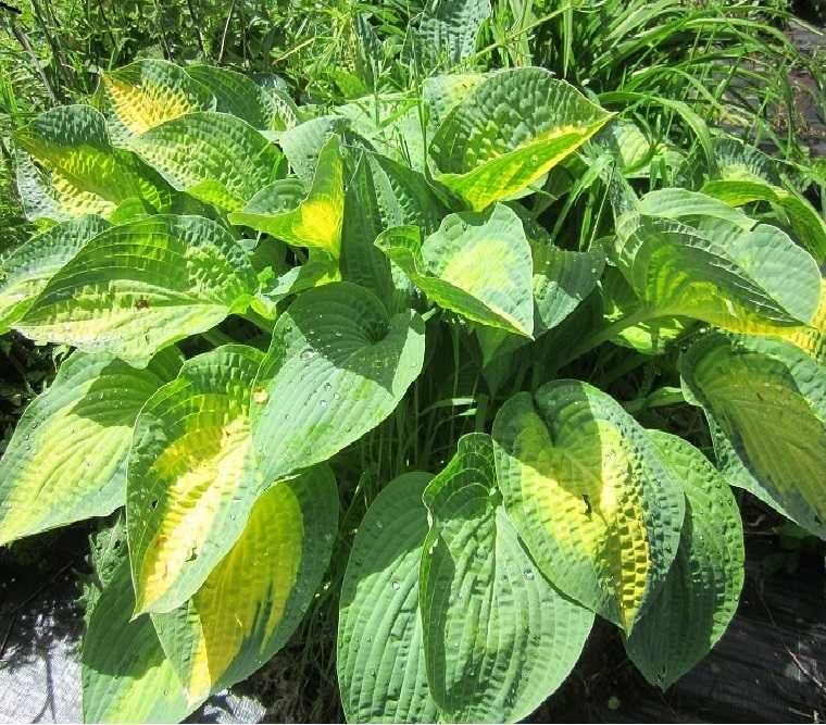 Хоста зі свого саду