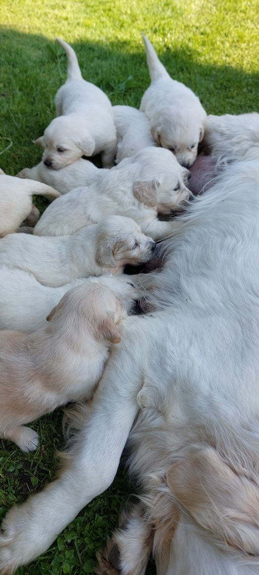 Golden retriever odbiór po 21 czerwca
