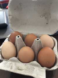 Ovos caseiros de galinhas do campo