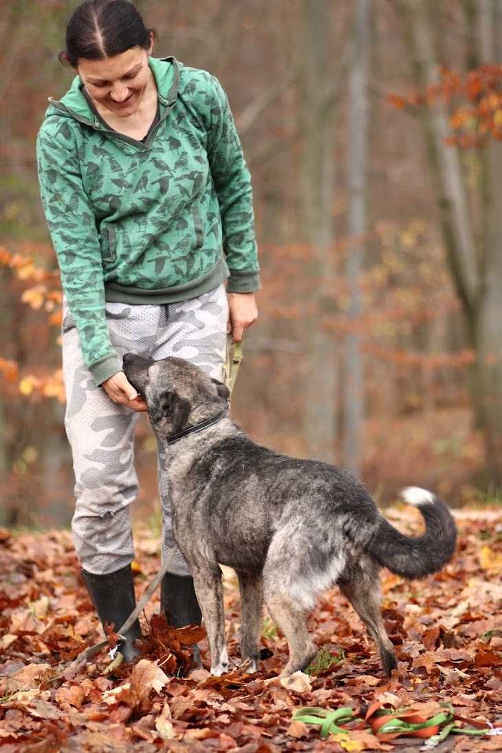 GUFI - boi się schroniska, ale tuli się do ludzi. {FILMIKI}