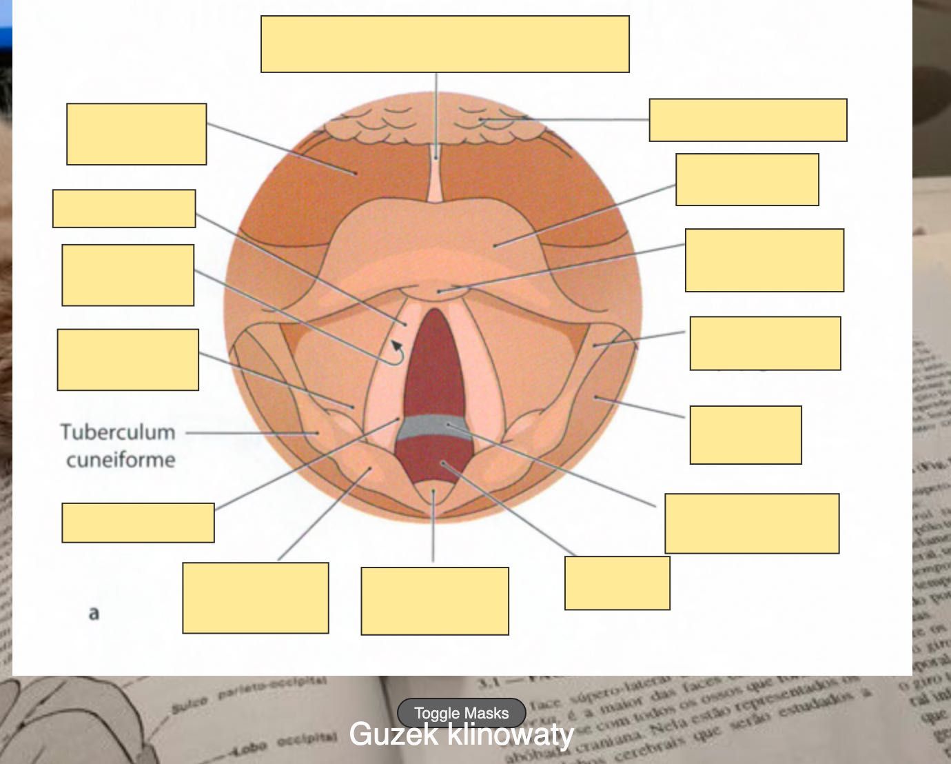 Fiszki ANATOMIA GIS - zdjęcia (Łacina + Polski!)