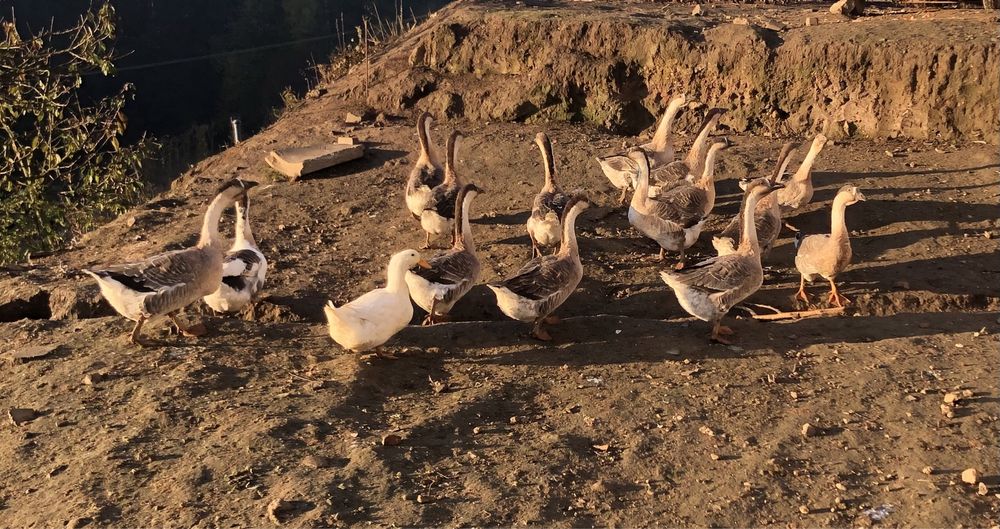 Gęsi tegoroczne