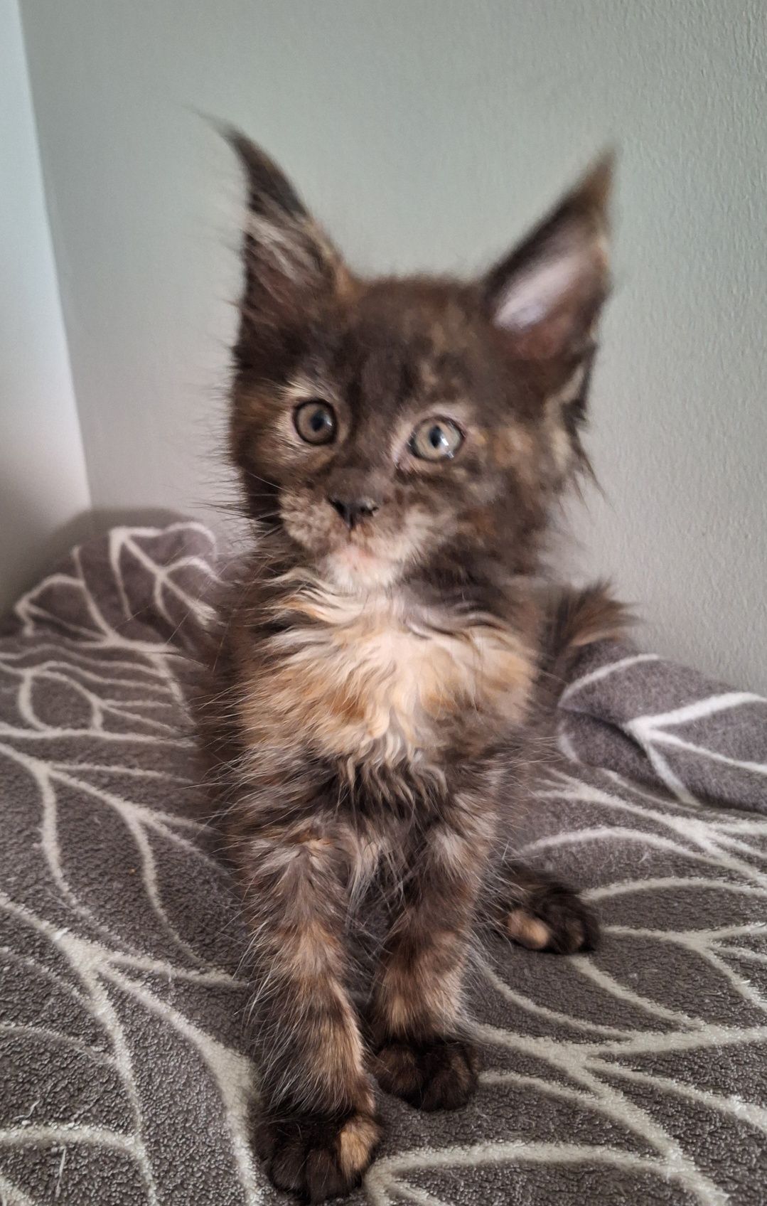 Czarna szylkreta Maine Coon