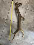 Rogi. Poroże jelenia. Zrzut ok. 80 cm. Waga 1,25 kg.