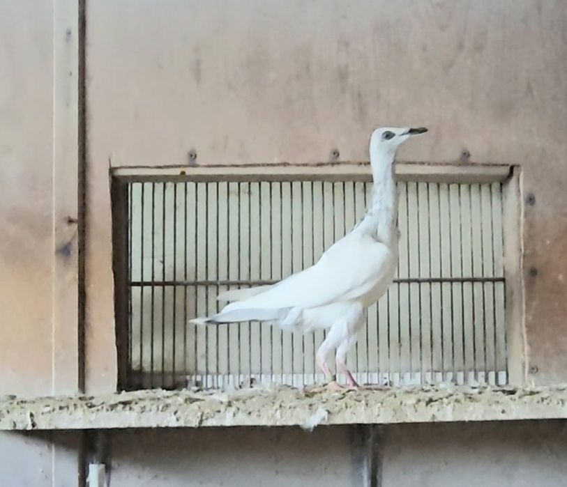 Srebrniaki  młode  wysyłam adeno chudnięcie kręciek