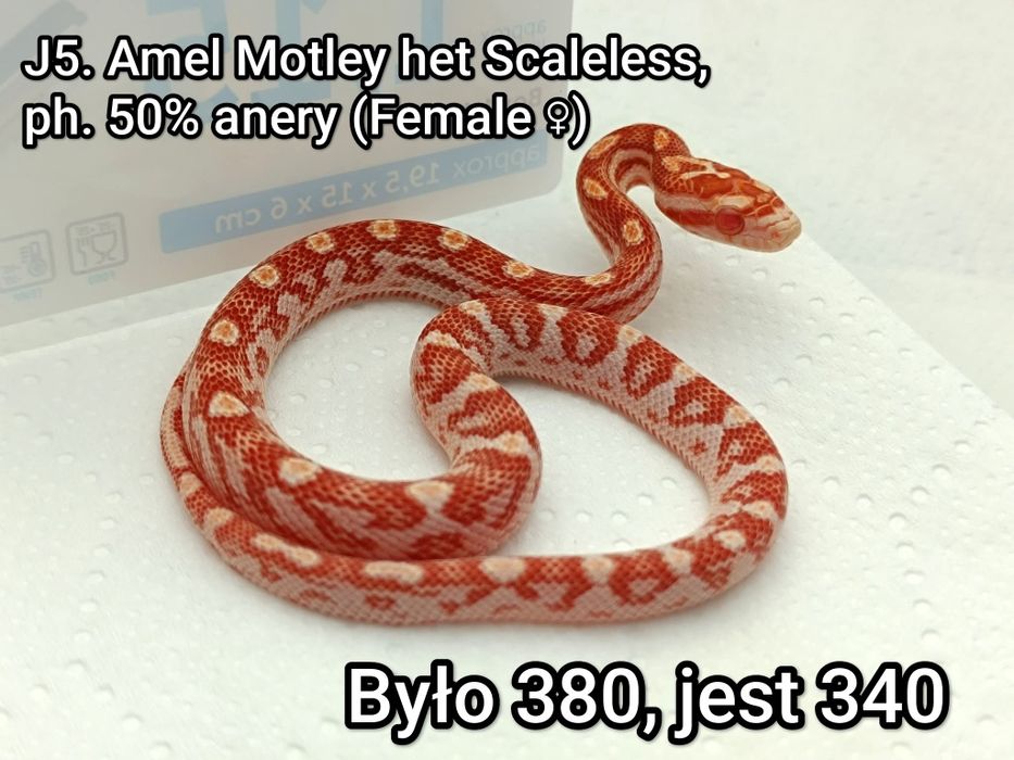 Wąż zbożowy / Amel Motley het Scaleless, ph. 50% anery