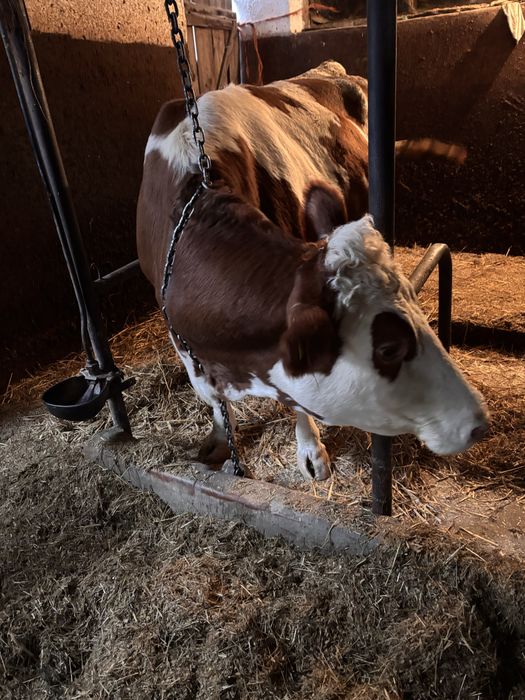 Sprzedam Krowę cielną rasa Montbeliarde